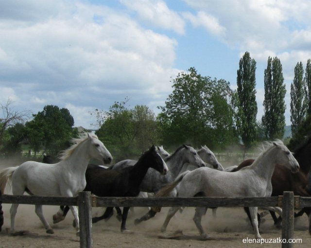 конное шоу будапешт венгрия фото 7