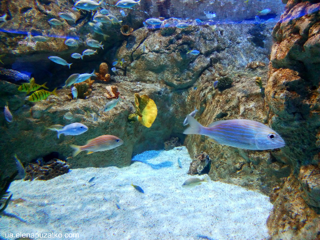 аквариум флория стамбул фото 2