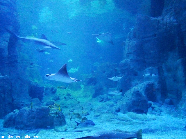 аквариум флория стамбул фото 6