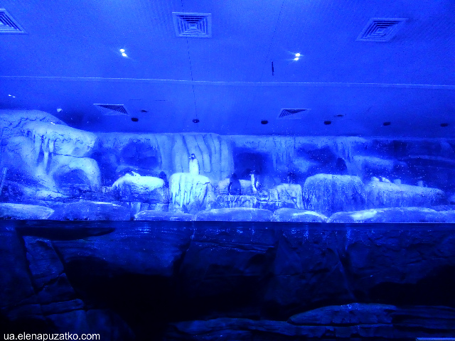 аквариум флория стамбул фото 9