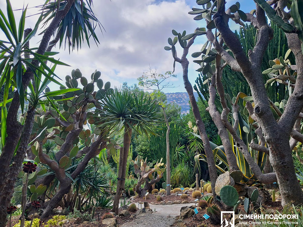 Сен-Жан-Кап-Ферра за 1 день: Сад кактусів у Віллі Ефруссі де Ротшильд