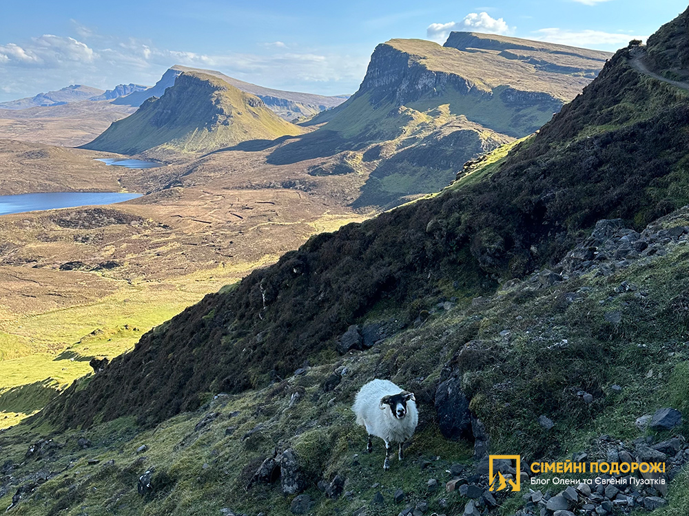 Овечки на Кіраїнг-Quiraing. Острів Скай. Що подивитись за 2 дні. 