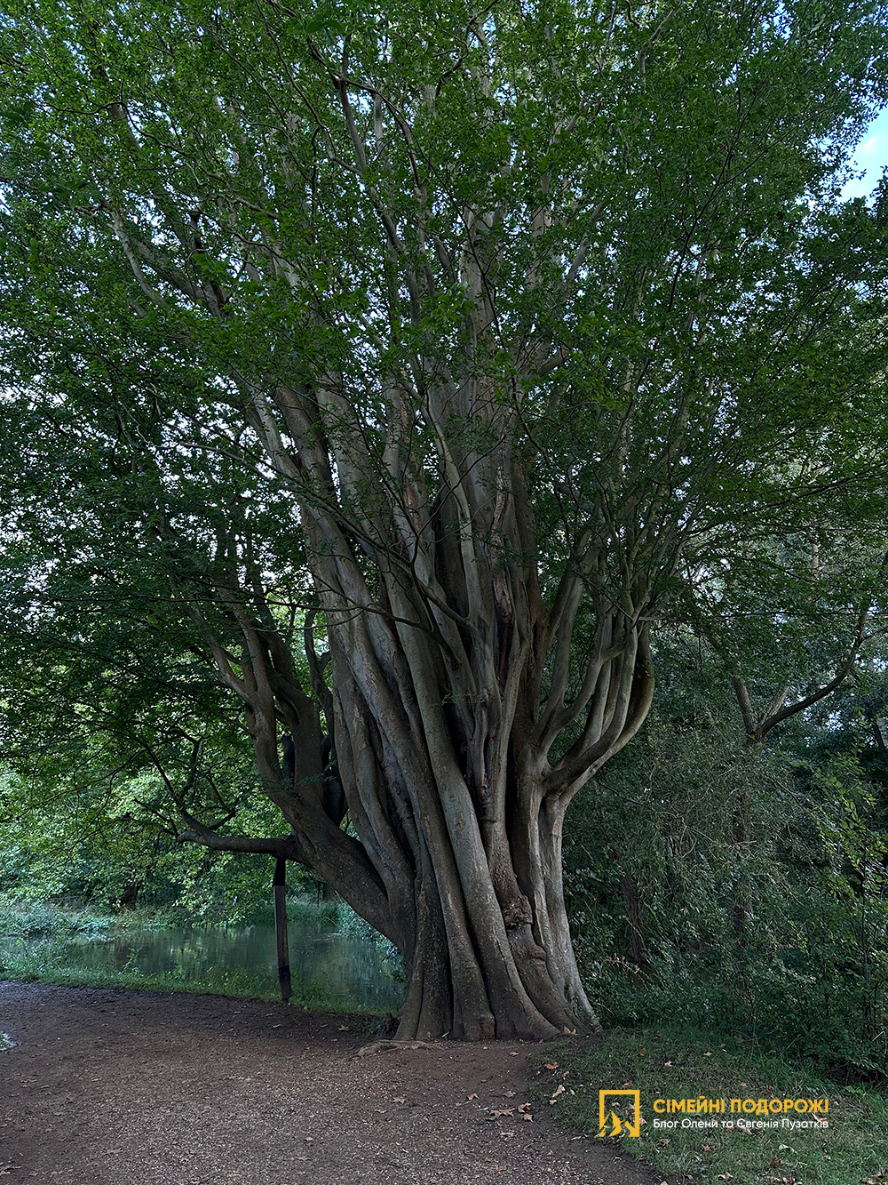 Оксфорд за один день. Christ Church Meadow.